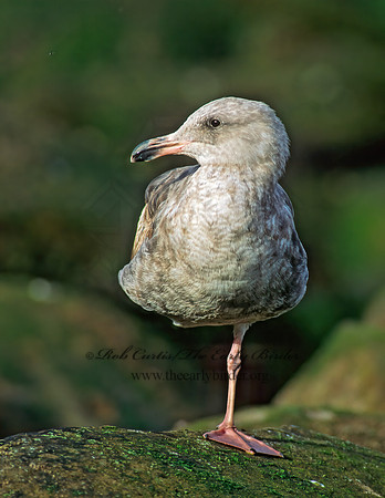 Larus occidentalis  WESTERN GULL 124030z
