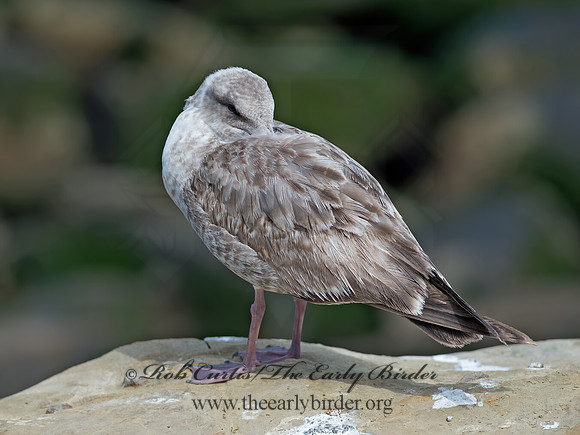 Larus occidentalis  WESTERN GULL 9055844z