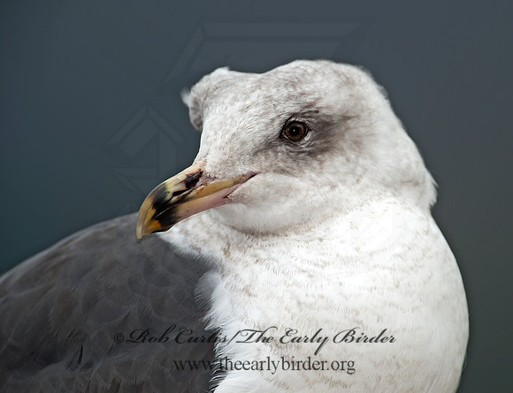 Larus occidentalis  WESTERN GULL 8020028z