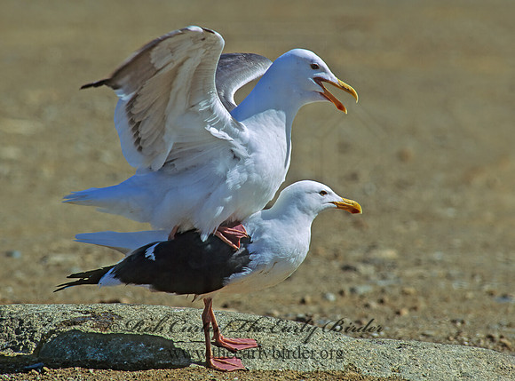Larus occidentalis  WESTERN GULL 110302qz