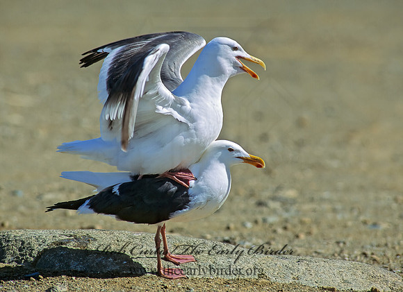 Larus occidentalis  WESTERN GULL 110301z