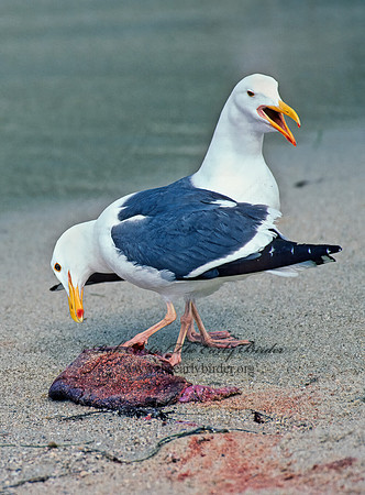 Larus occidentalis  WESTERN GULL 124414z