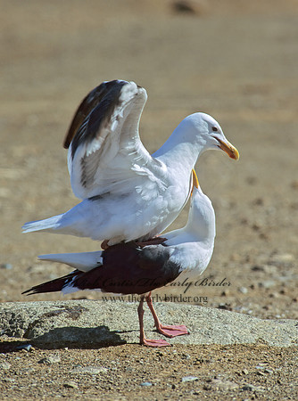 Larus occidentalis  WESTERN GULL 110311z