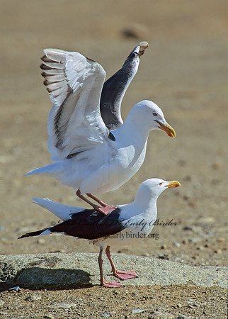 Larus occidentalis  WESTERN GULL 110313z