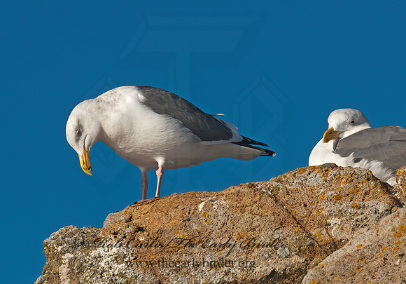 Larus occidentalis  WESTERN GULL 7017427z