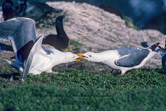 Larus occidentalis  WESTERN GULL 131418z