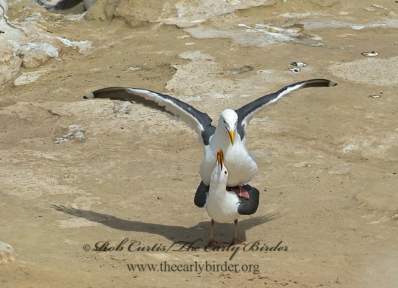 Larus occidentalis  WESTERN GULL 9055718z