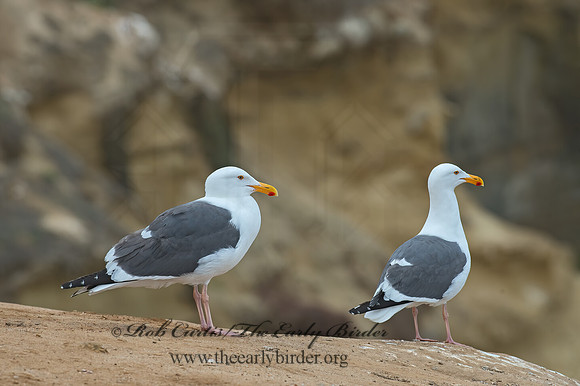 Larus occidentalis  WESTERN GULL 9055572z