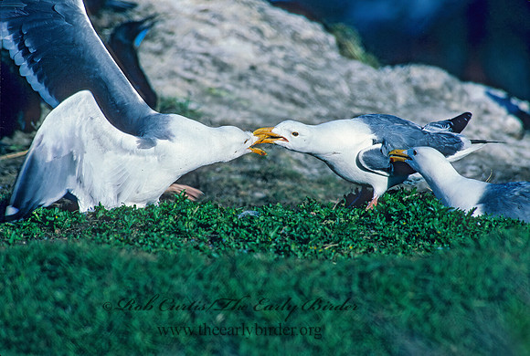 Larus occidentalis  WESTERN GULL 131421z