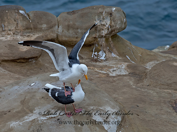 Larus occidentalis  WESTERN GULL 9055800z
