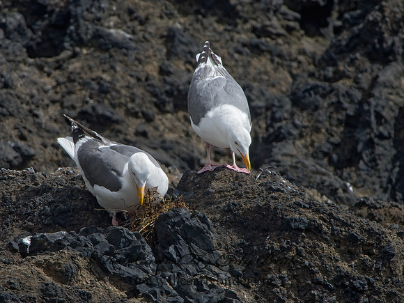 Larus occidentalis  WESTERN GULL 9059796z