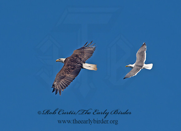Larus occidentalis  WESTERN GULL 9060746z