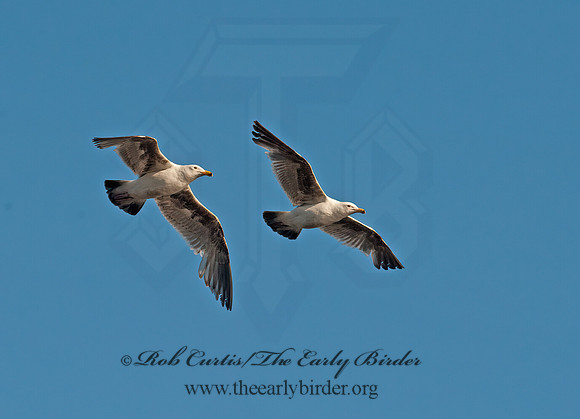 Larus occidentalis  WESTERN GULL 8037371z