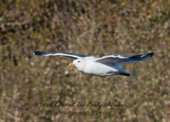 Larus occidentalis  WESTERN GULL 7017431z
