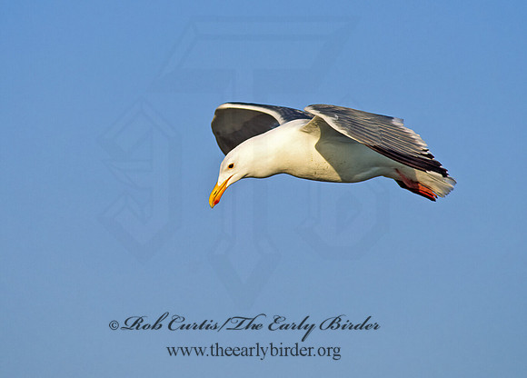 Larus occidentalis  WESTERN GULL 131217z
