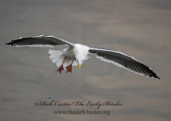 Larus occidentalis  WESTERN GULL 7017493z