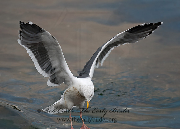 Larus occidentalis  WESTERN GULL 7017494z