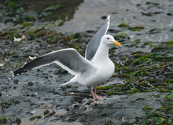 Larus occidentalis  WESTERN GULL 7017506z