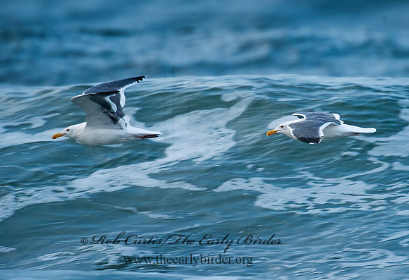 Larus occidentalis  WESTERN GULL 8020261z