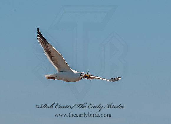 Larus occidentalis  WESTERN GULL 8036208z