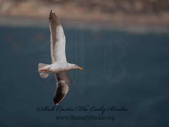 Larus occidentalis  WESTERN GULL 8036256z