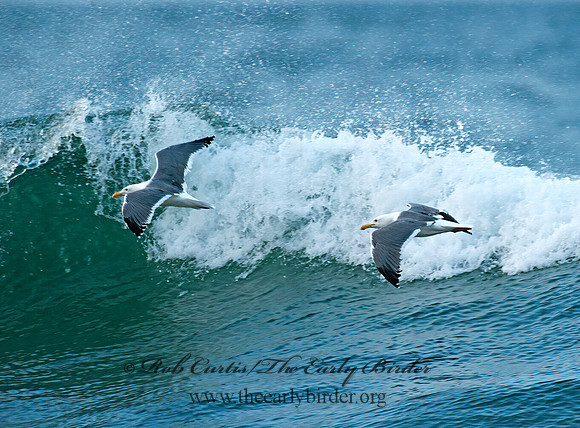 Larus occidentalis  WESTERN GULL 8020272z