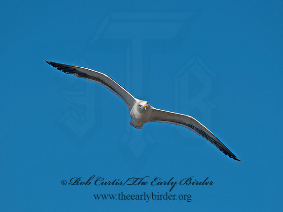 Larus occidentalis  WESTERN GULL 8036261z