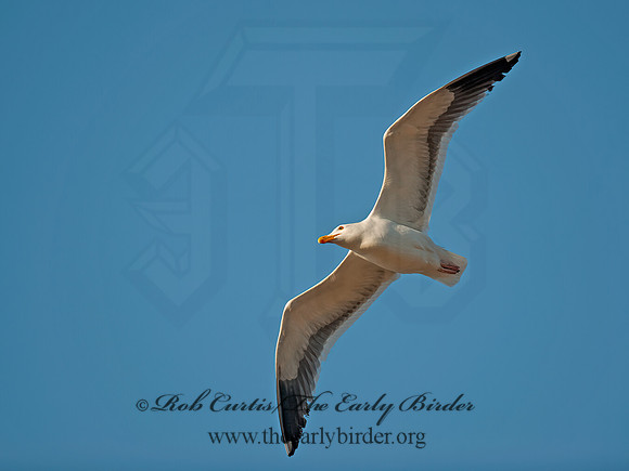 Larus occidentalis  WESTERN GULL 8036263z