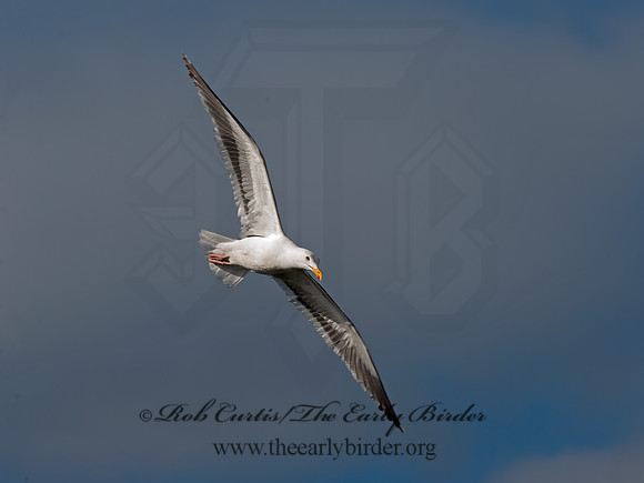 Larus occidentalis  WESTERN GULL 8036359z