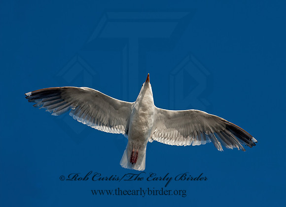 Larus occidentalis  WESTERN GULL 8037389z