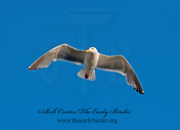 Larus occidentalis  WESTERN GULL 8037391z