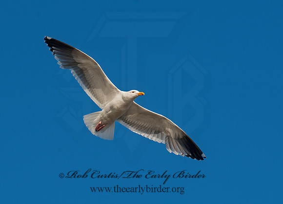 Larus occidentalis  WESTERN GULL 8037396z