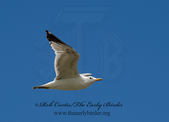 Larus occidentalis  WESTERN GULL 9055319z