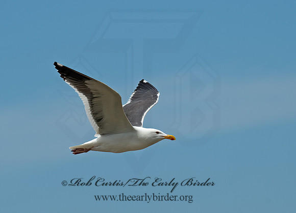Larus occidentalis  WESTERN GULL 9055354z