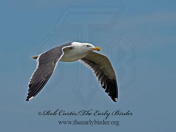 Larus occidentalis  WESTERN GULL 9055333z