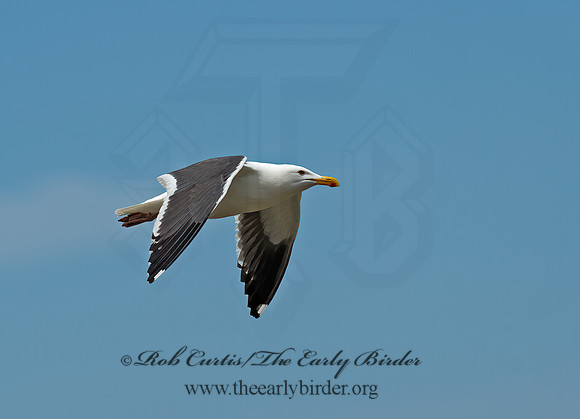 Larus occidentalis  WESTERN GULL 9055355z