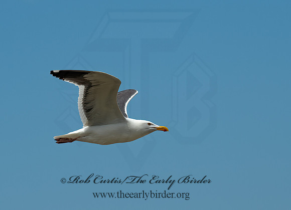 Larus occidentalis  WESTERN GULL 9055356z