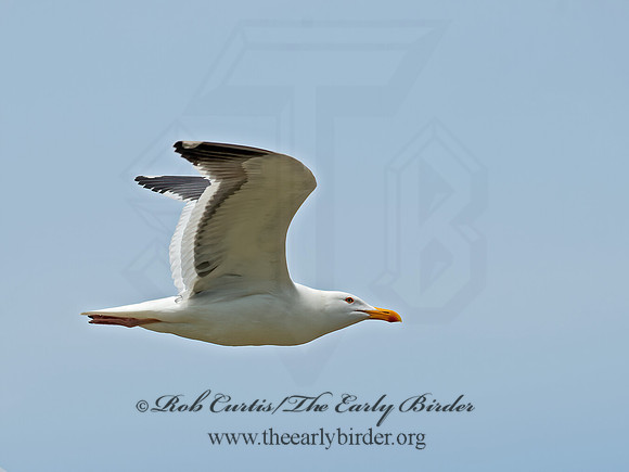 Larus occidentalis  WESTERN GULL 9055359z