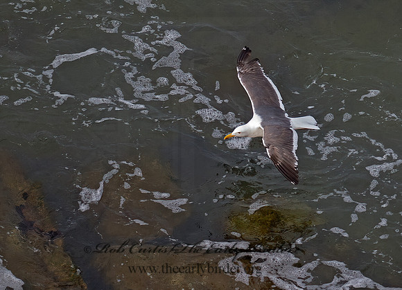 Larus occidentalis  WESTERN GULL 9055383z