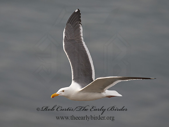 Larus occidentalis  WESTERN GULL 9055385z