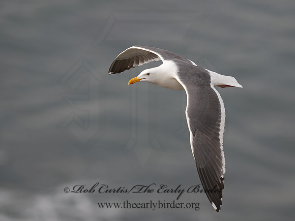 Larus occidentalis  WESTERN GULL 9055387z
