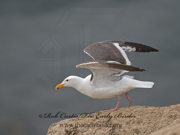 Larus occidentalis  WESTERN GULL 9055395z