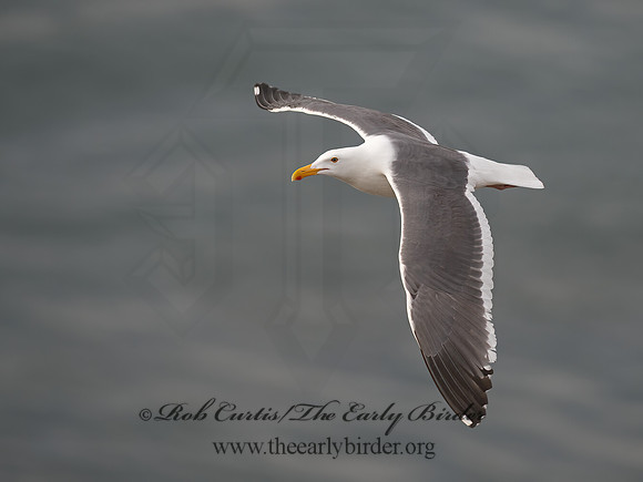 Larus occidentalis  WESTERN GULL 9055388z