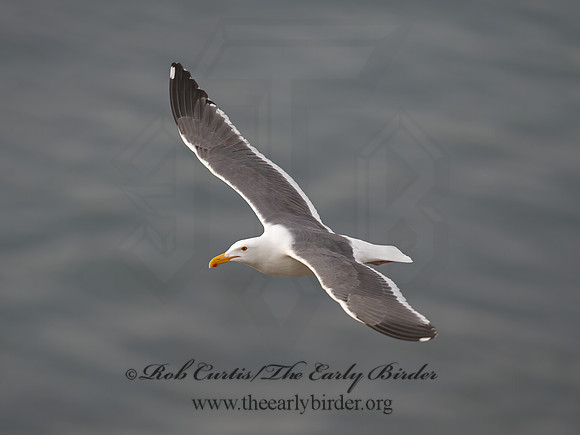 Larus occidentalis  WESTERN GULL 9055386z