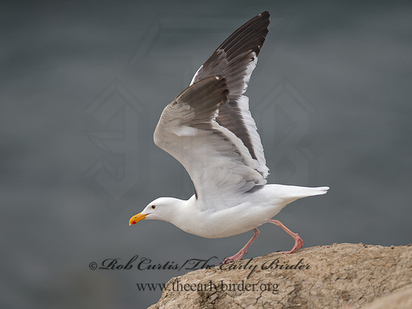 Larus occidentalis  WESTERN GULL 9055396z
