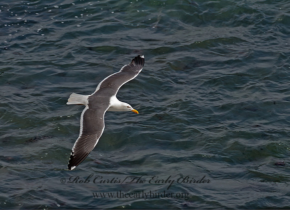 Larus occidentalis  WESTERN GULL 9055671z