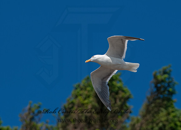 Larus occidentalis  WESTERN GULL Larus occidentalis  WESTERN GULL 8037348z