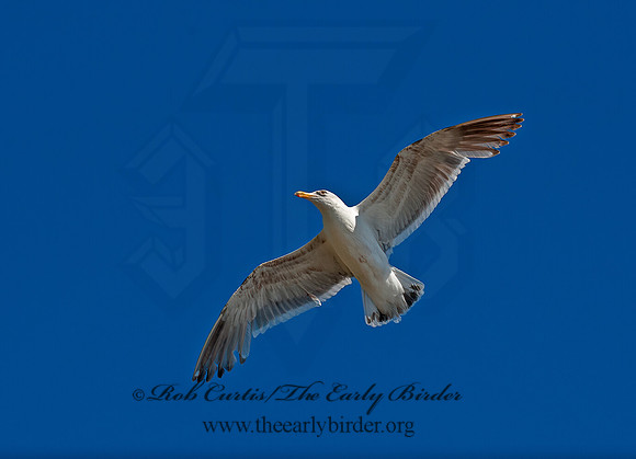 Larus occidentalis  WESTERN GULL Larus occidentalis  WESTERN GULL 8037352z