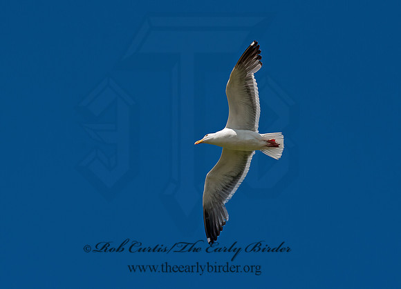 Larus occidentalis  WESTERN GULL Larus occidentalis  WESTERN GULL 8037355z