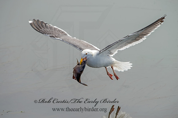 Larus occidentalis  WESTERN GULL 9058030z